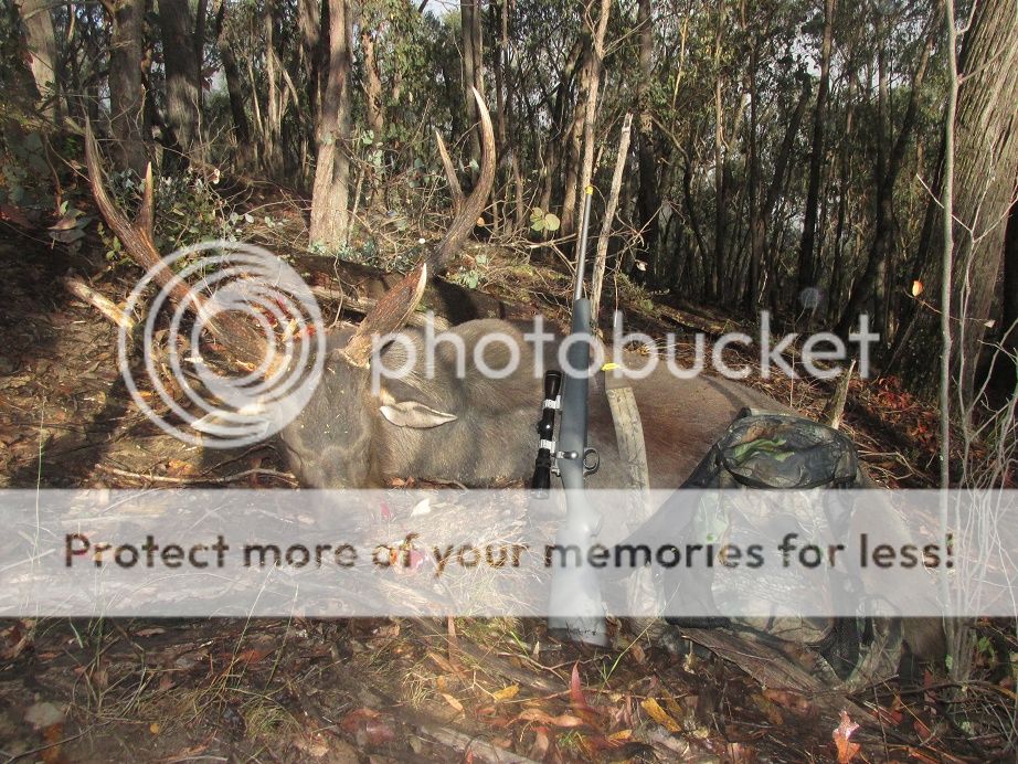 IMG_3075KimberStagBag.jpg~original