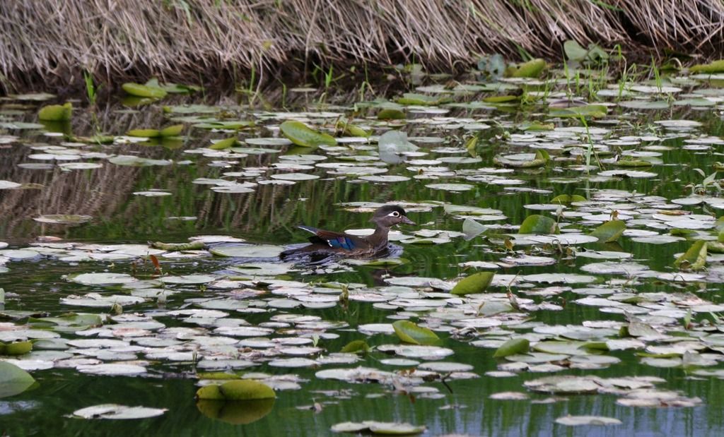 image_zpstcgubqtr.jpeg~original