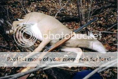 Deer.jpg