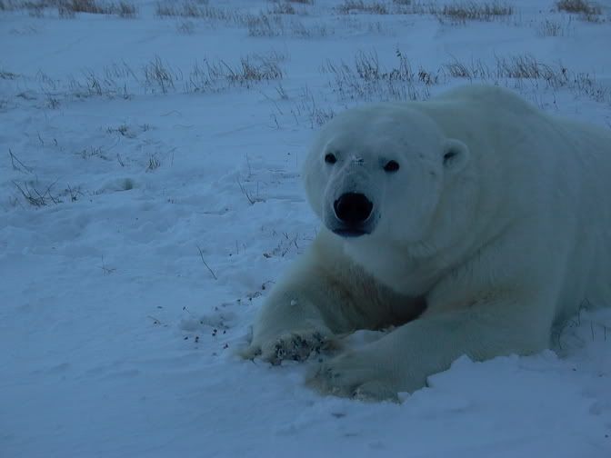 bigbear5.jpg