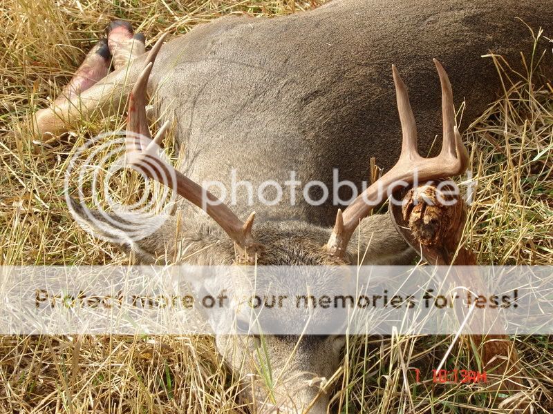 deerpics008.jpg