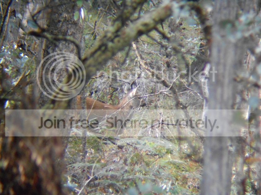 DSCN0245calf.jpg~original