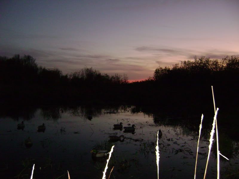 DSC00264.jpg