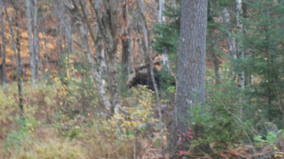 moose2.JPG