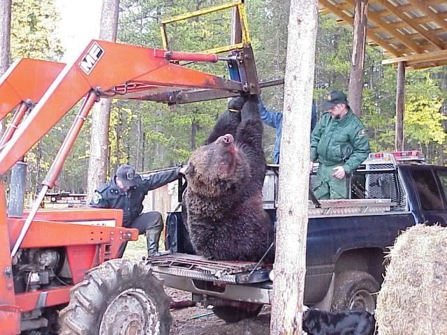 Grizzly1.jpg