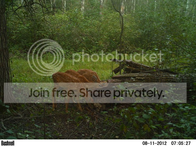 TrailCamAug154.jpg