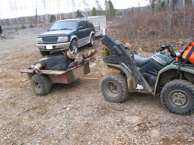 Moose_in_Trailer.jpg