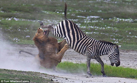 zebra-kicks-lion.jpg