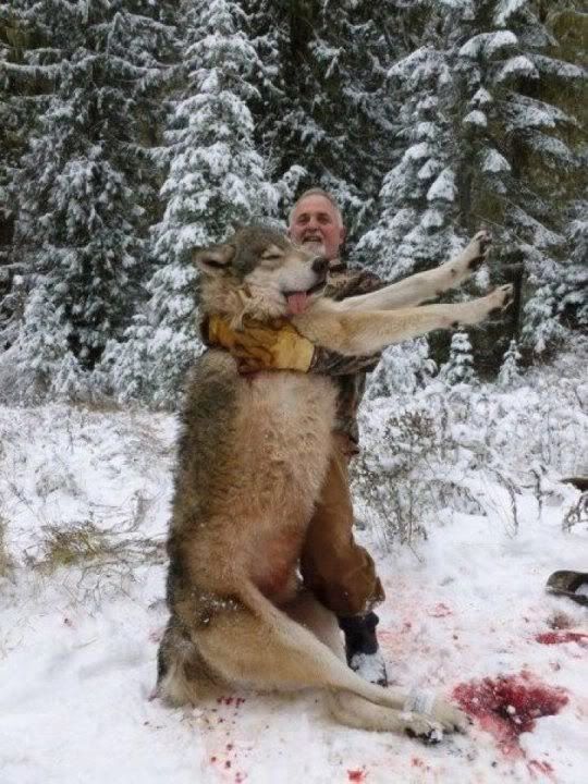 wolf.jpg