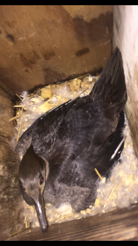 image_zpsksvstk1t.png~original