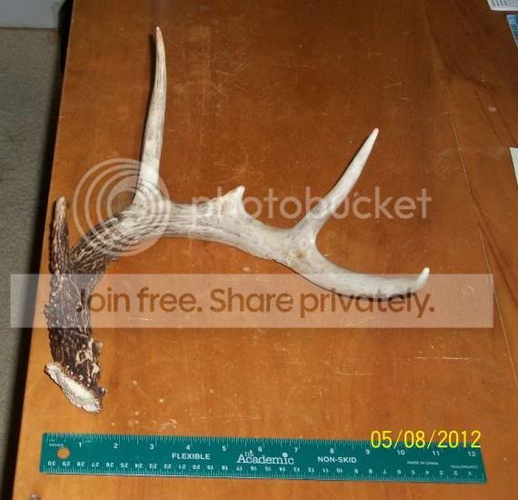 antler_001.jpg