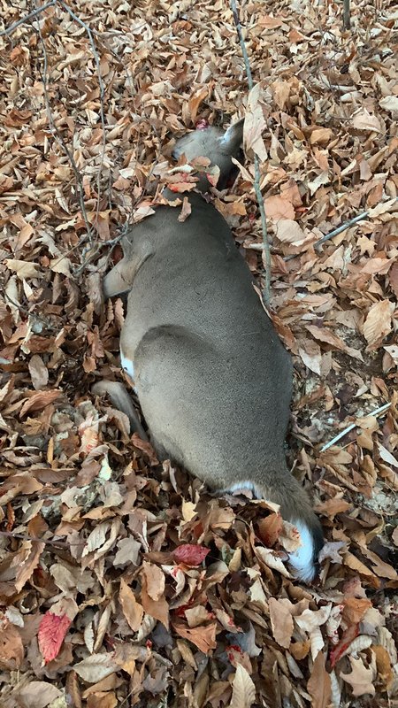 barnesdeer.jpg