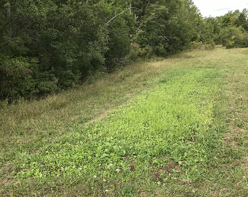 food-plot-killfield30-lr.jpg
