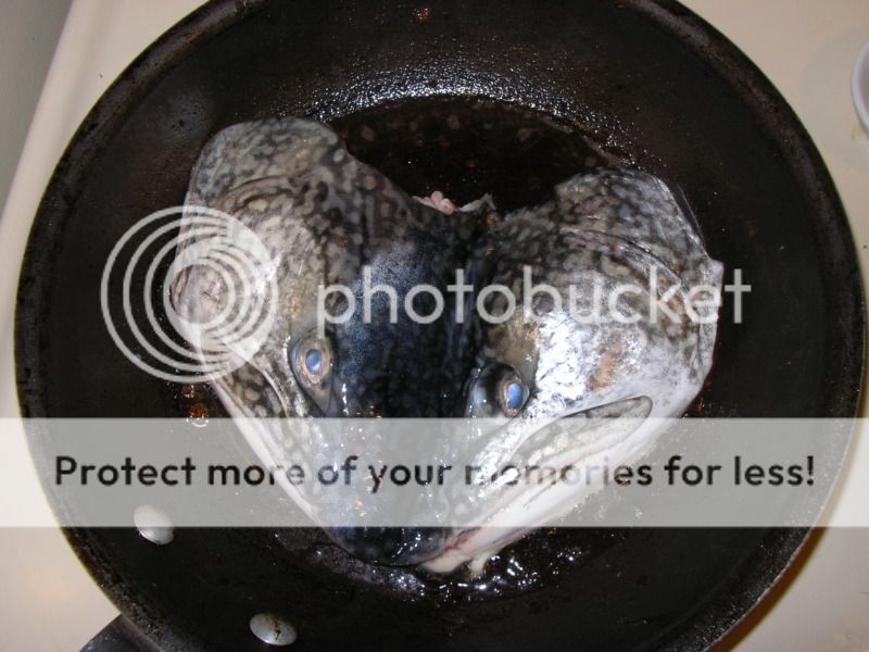 IMGP3558.jpg