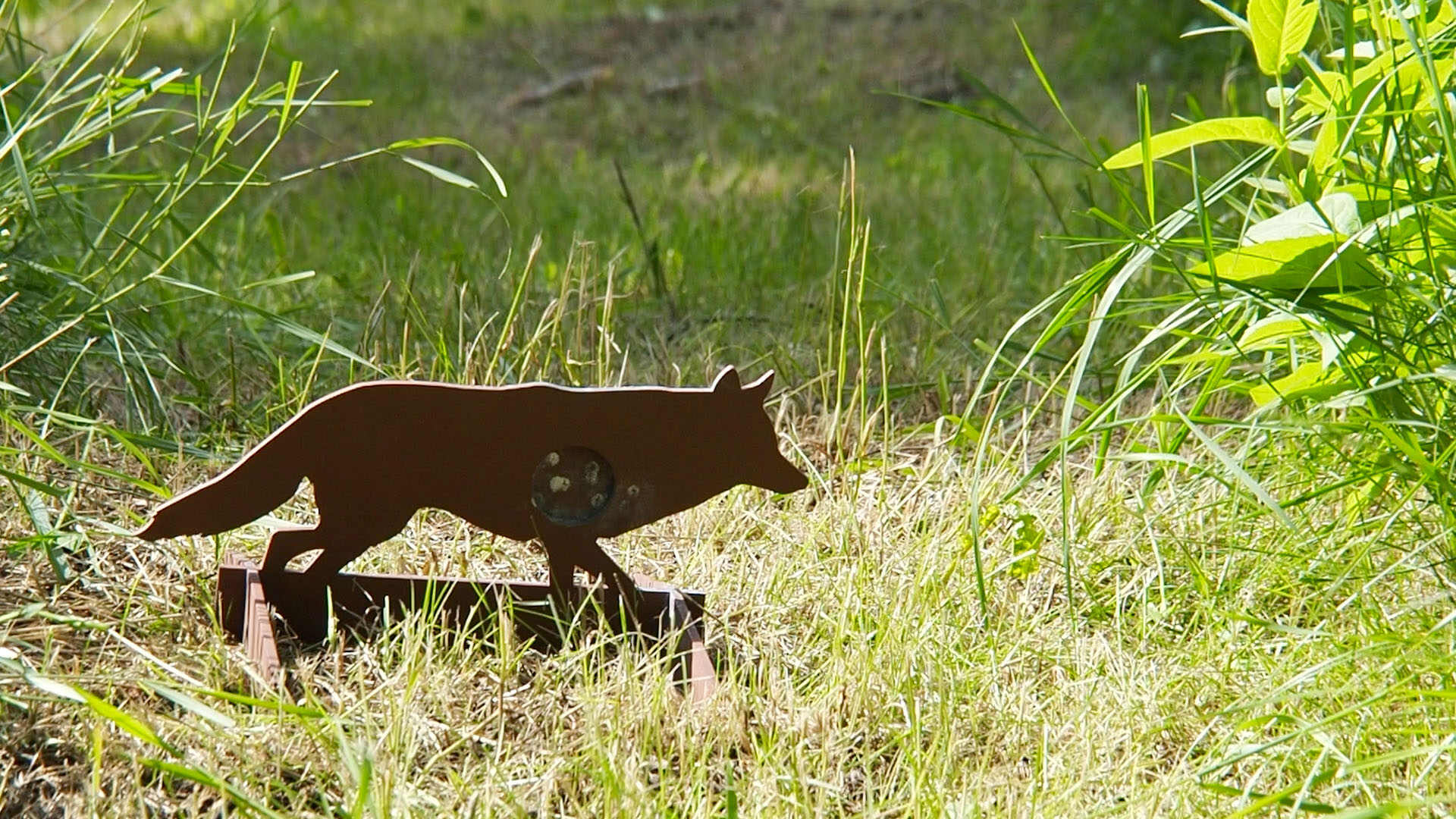 coyote_a.jpg