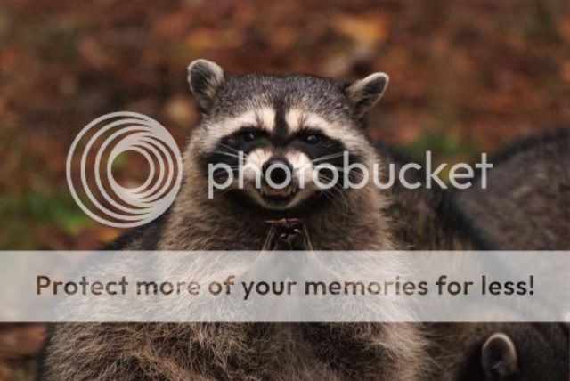 evil-raccoon.jpg