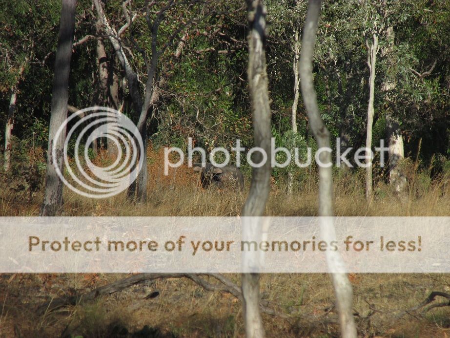 IMG_1575buffintreefront.jpg~original