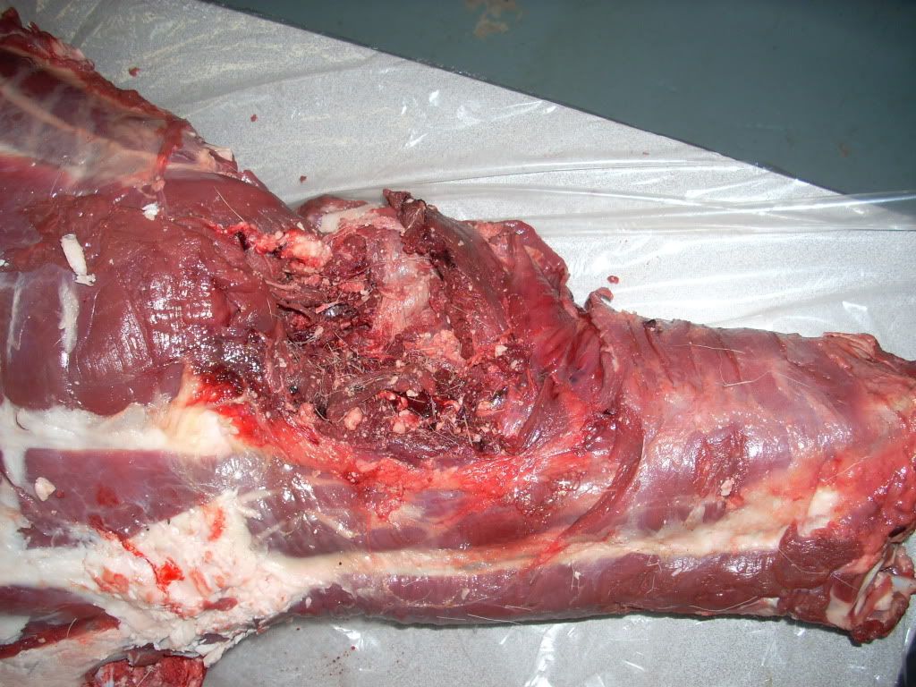 Deerbulletexitwound105.jpg