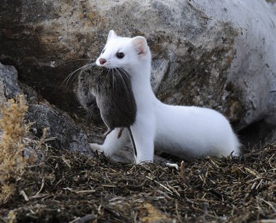 LongTailedWeasel_5705lr.jpg
