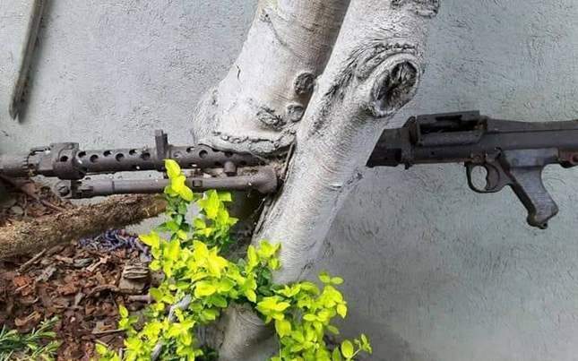 wwii-finds-grown-into-tree-n-001-645x403.jpg