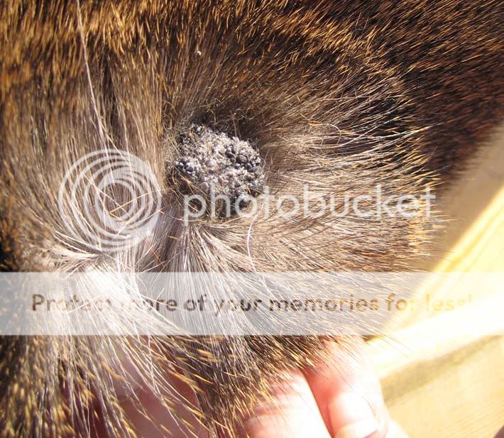 DougsBuck_wart_lowres.jpg