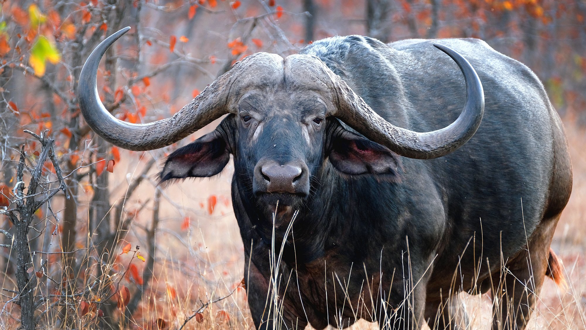 Huge-Cape-Buffalo-Boss.jpg
