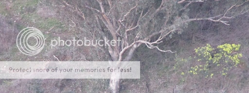 IMG_3762wattlestag.jpg~original