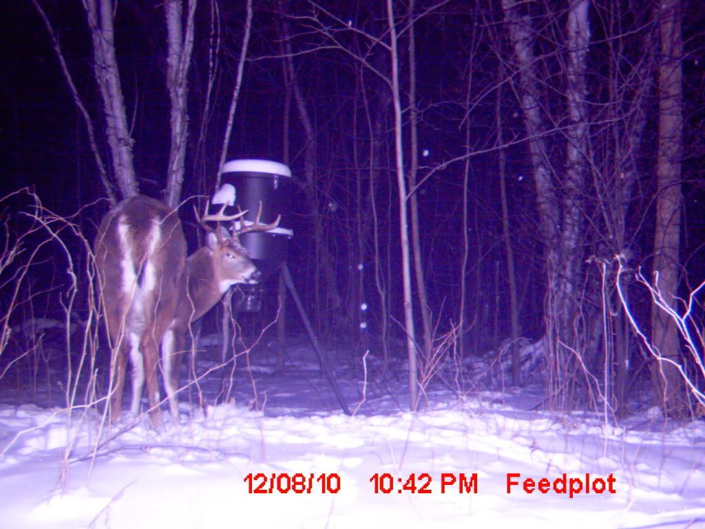 bigbuck2010.jpg