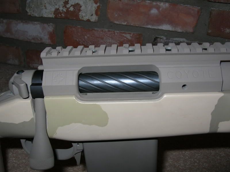 coyote003.jpg