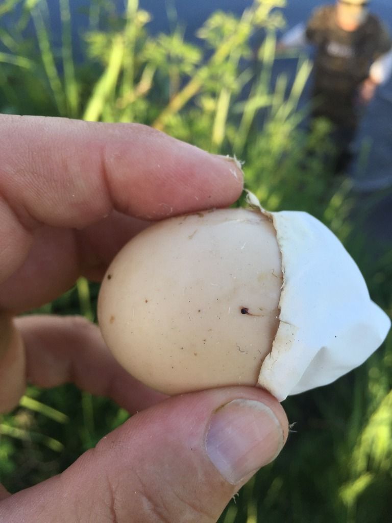 image_zpsrc8pelz9.jpeg~original