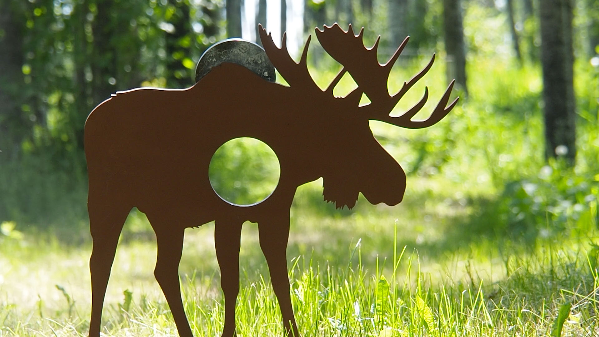 moose_c.jpg