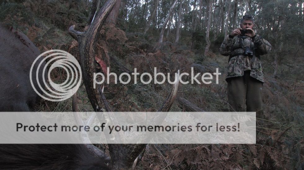 IMG_5935joefishstag.jpg~original