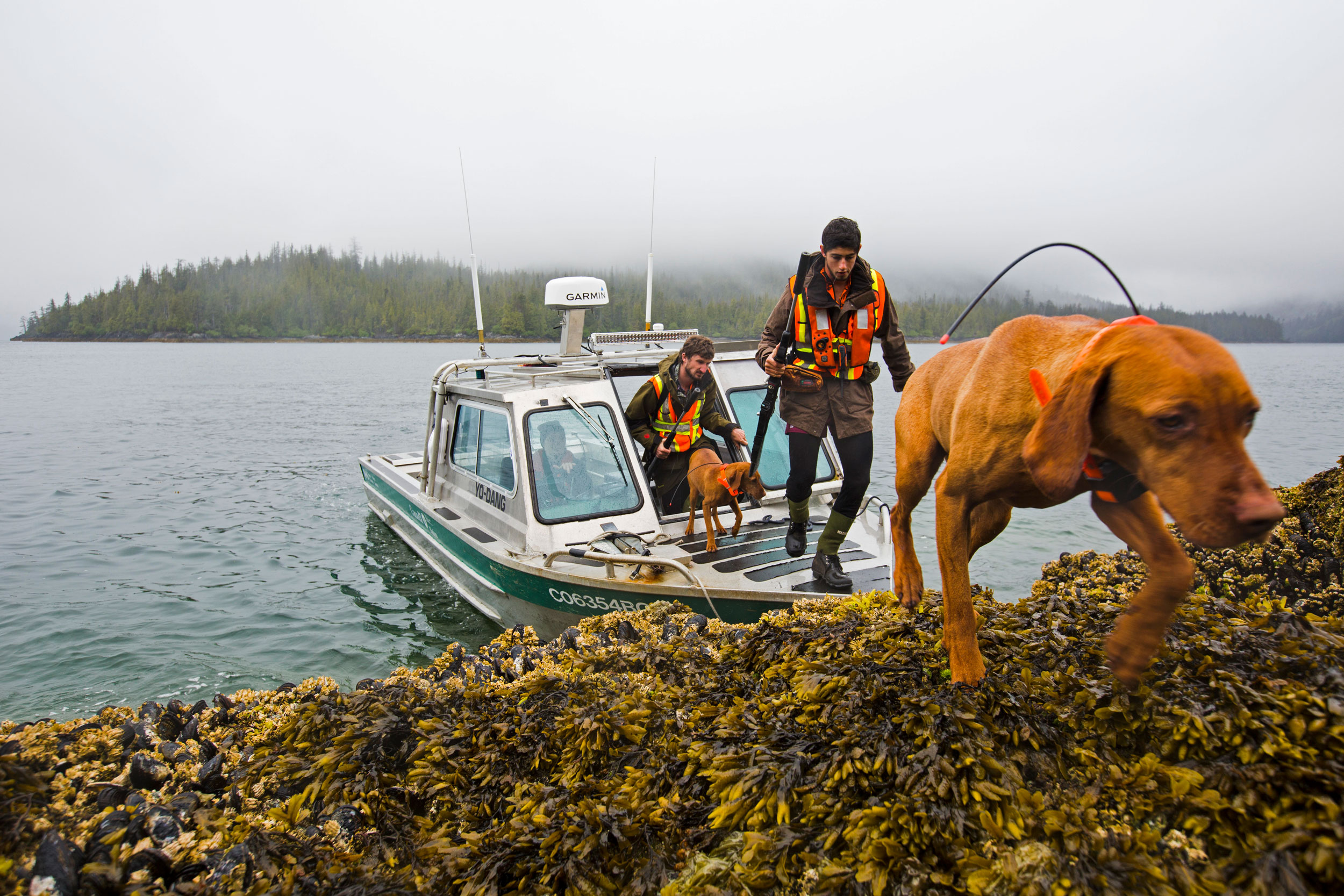 dogs-restoration-haida-gwaii.jpg