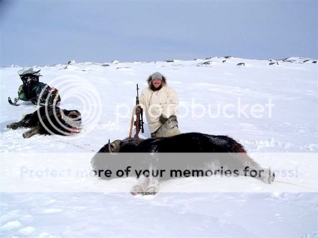 muskoxhunt5.jpg