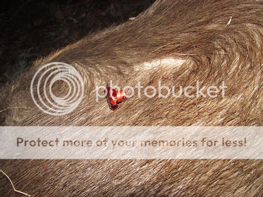 IMG_0454woodleighOUT.jpg~original