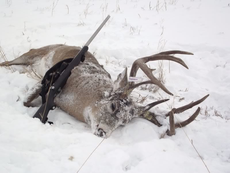2011Whitetail230.jpg
