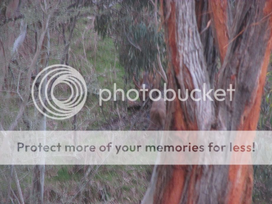 IMG_3892livey.jpg~original