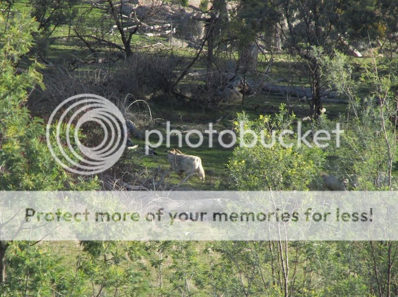 IMG_1052billy.jpg~original