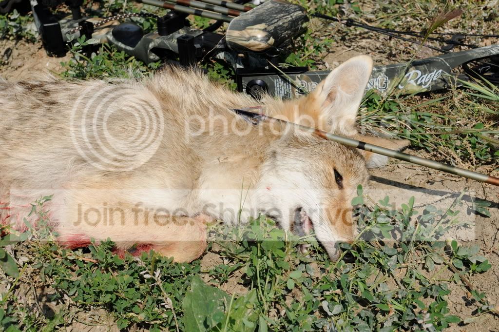 Archerycoyote08.jpg