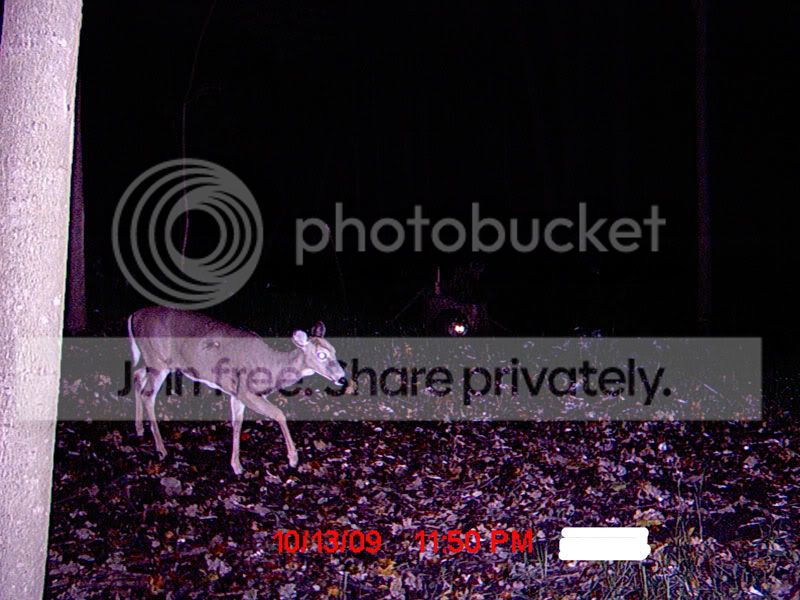 Deer2-1.jpg