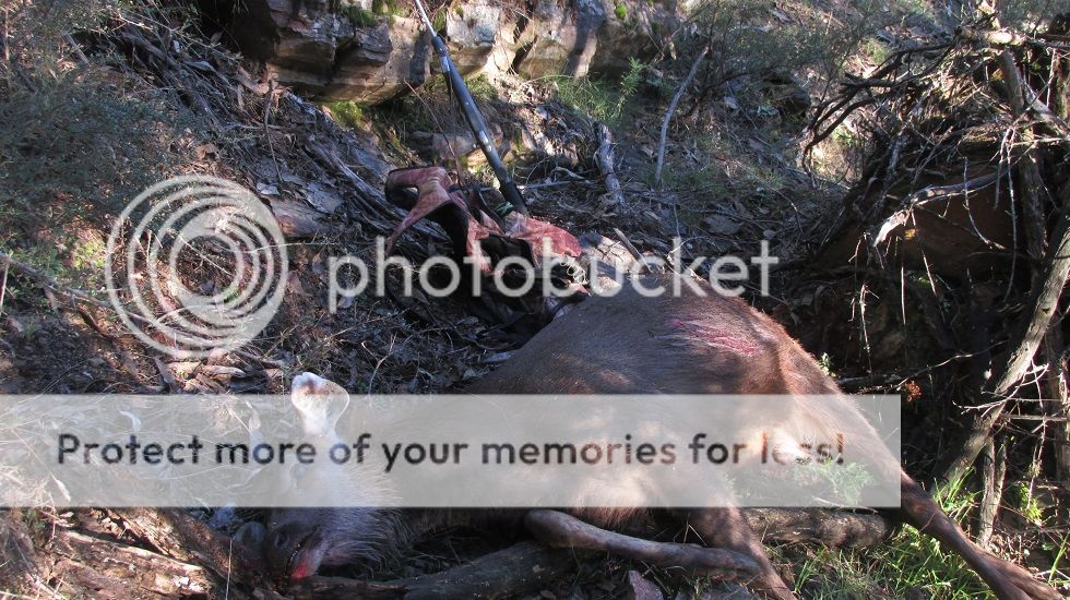 IMG_5683eaterhind.jpg~original