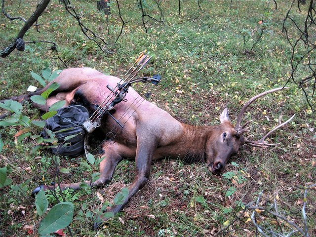 Elk-1.jpg