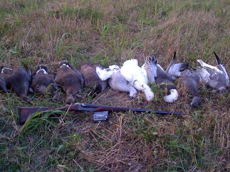 Day%207%20Model%2021%20%20Geese_zps5c7akdn0.jpg