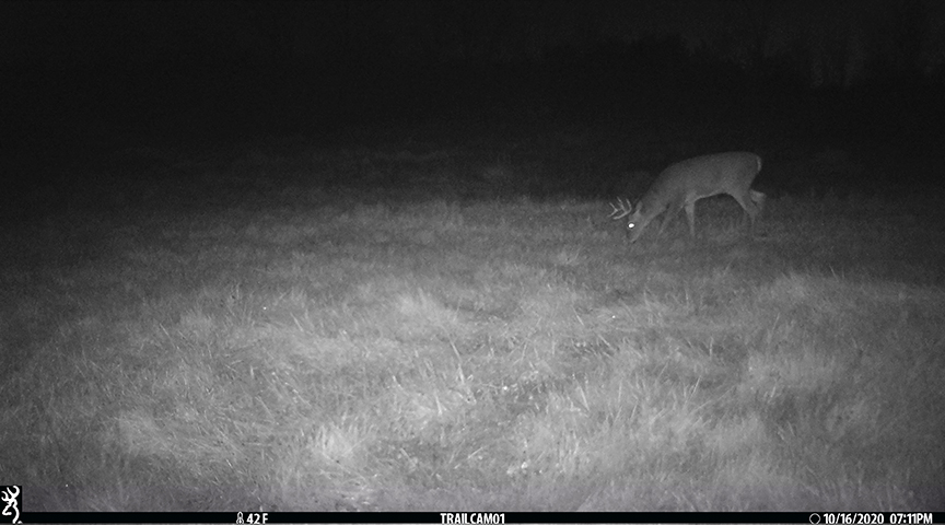 2020-10-16_buck.jpg