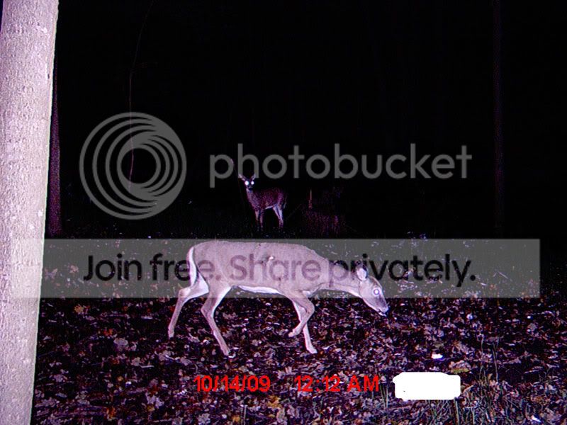 Deer1.jpg