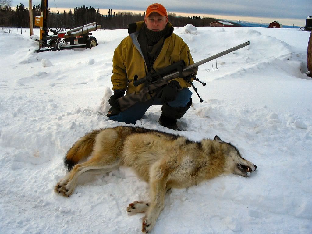 WOLF480yd.jpg