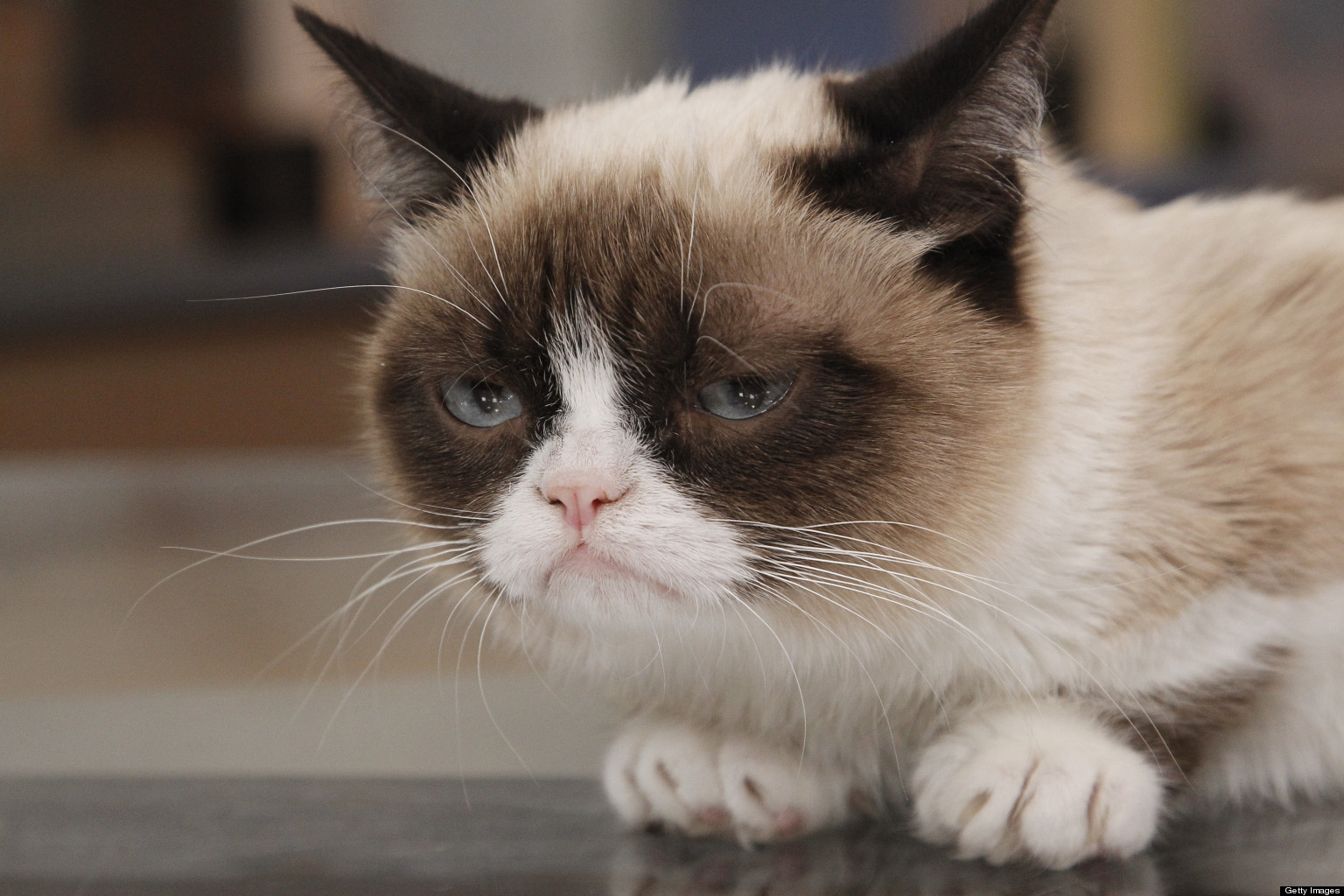 o-GRUMPY-CAT-MOVIE-facebook.jpg