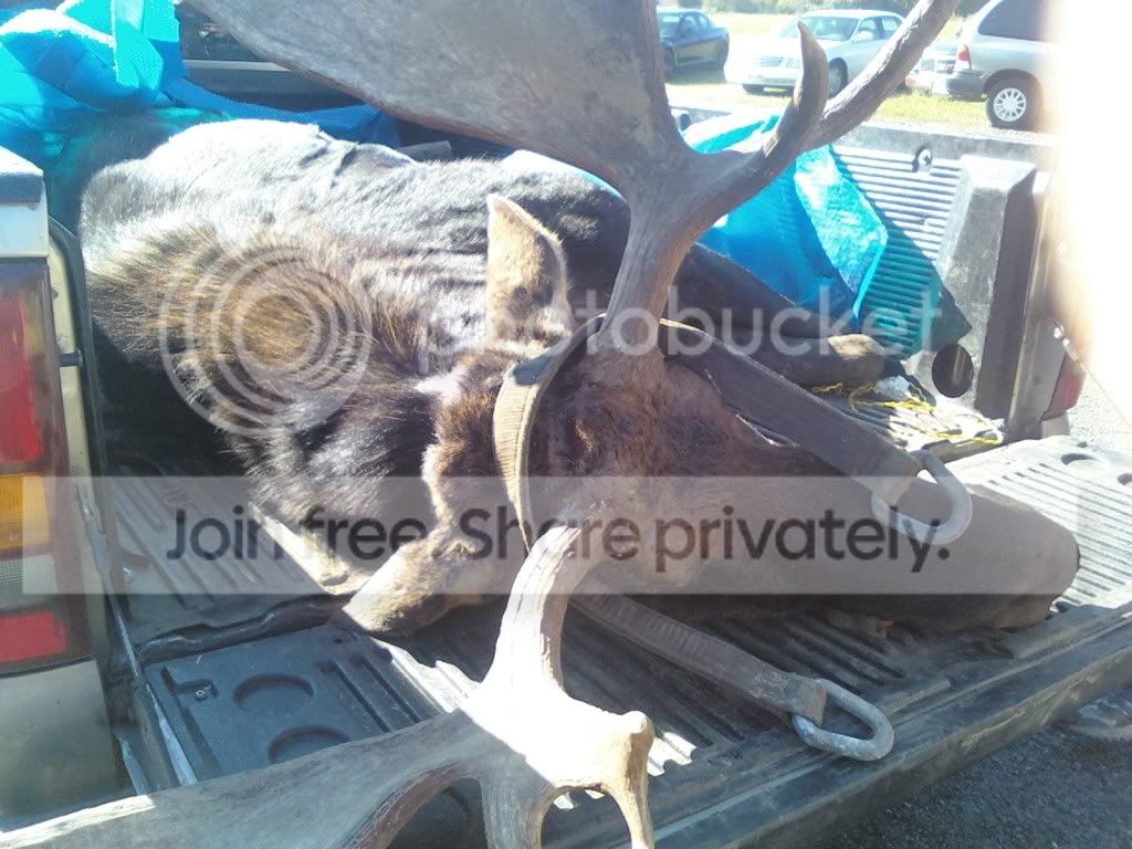 moose4.jpg