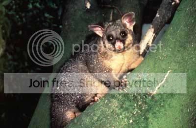 possum.jpg