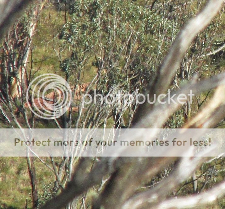 stag%20glassed.jpg~original